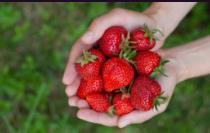 Des fraises