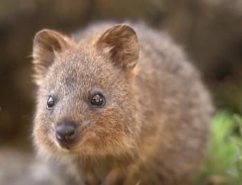 Un Quokka