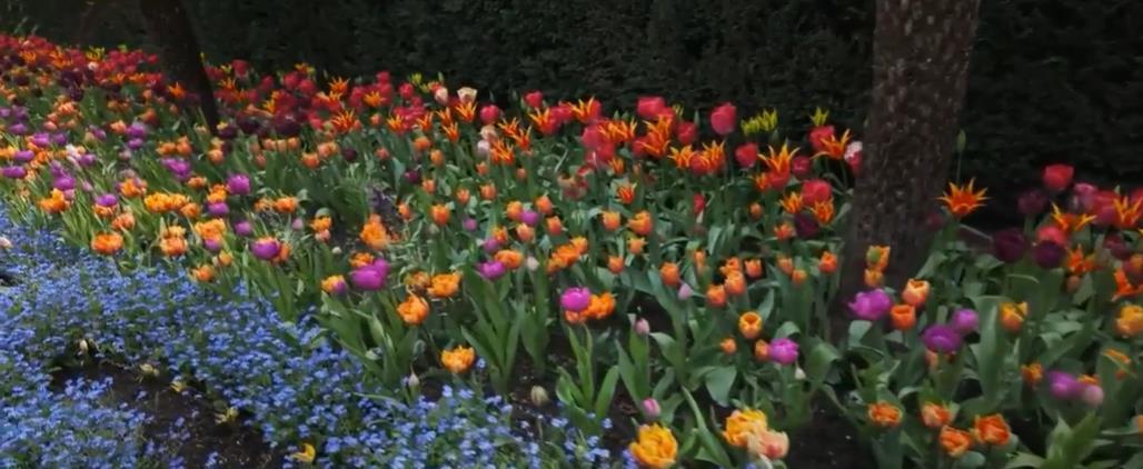Un jardin de fleurs