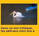 Veedz actualite zoo 1