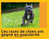 Veedz-chien-de-races-internationale