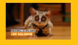 Un galago par terre