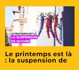 Une Glycine suspendue