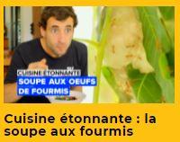 Veedz-soupe-aux-fourmis