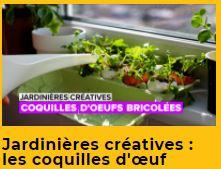 Veedz-tendance-coquille